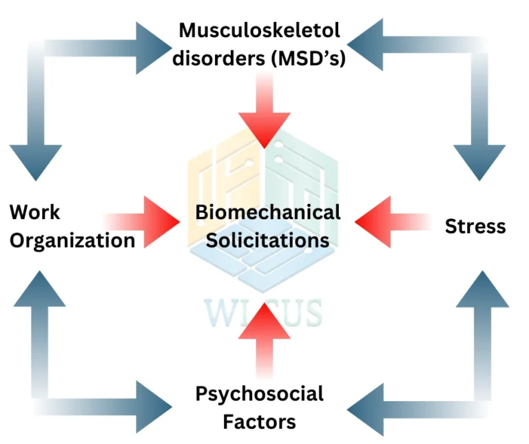 Model-of-Muskuloskeletal-disorders-MSDs-appearance