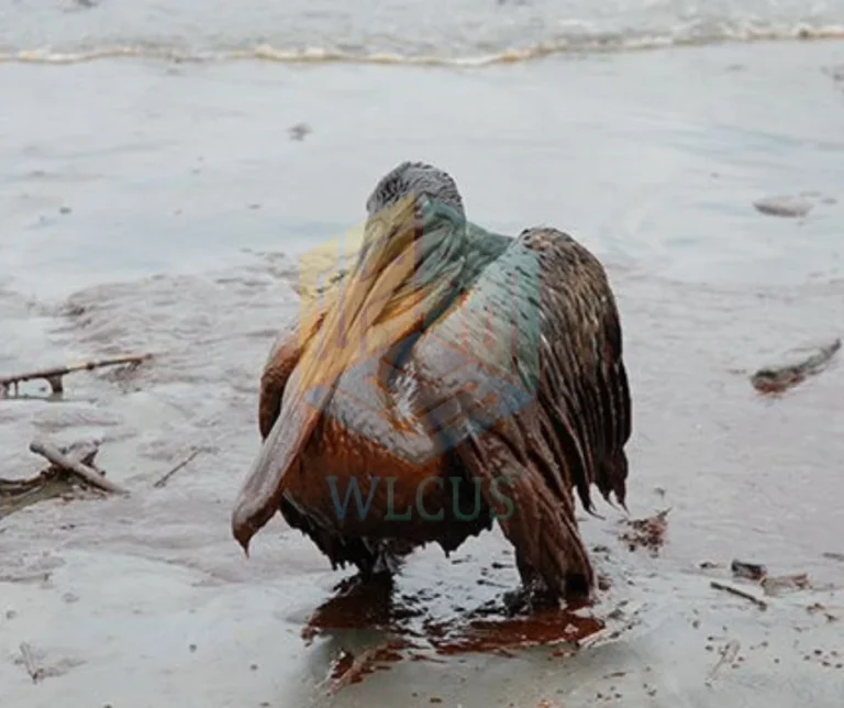 Deepwater Horizon Oil Spill 2010_ Environmental Hazard-wildlife hazard